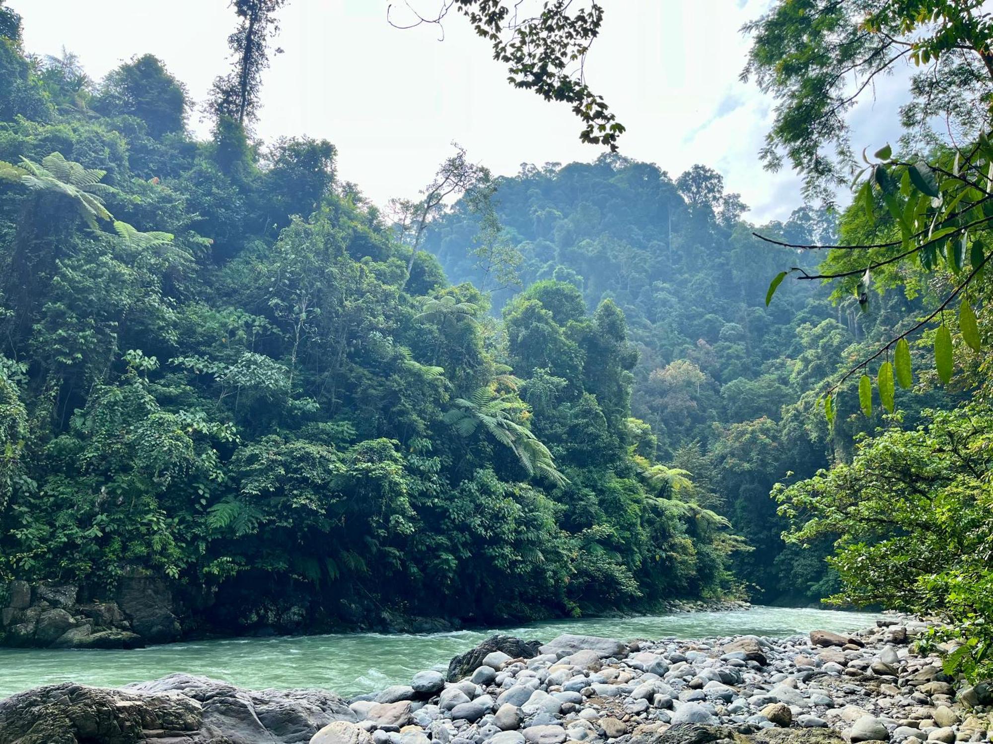 Charlys Little House Hotel Bukit Lawang Ngoại thất bức ảnh