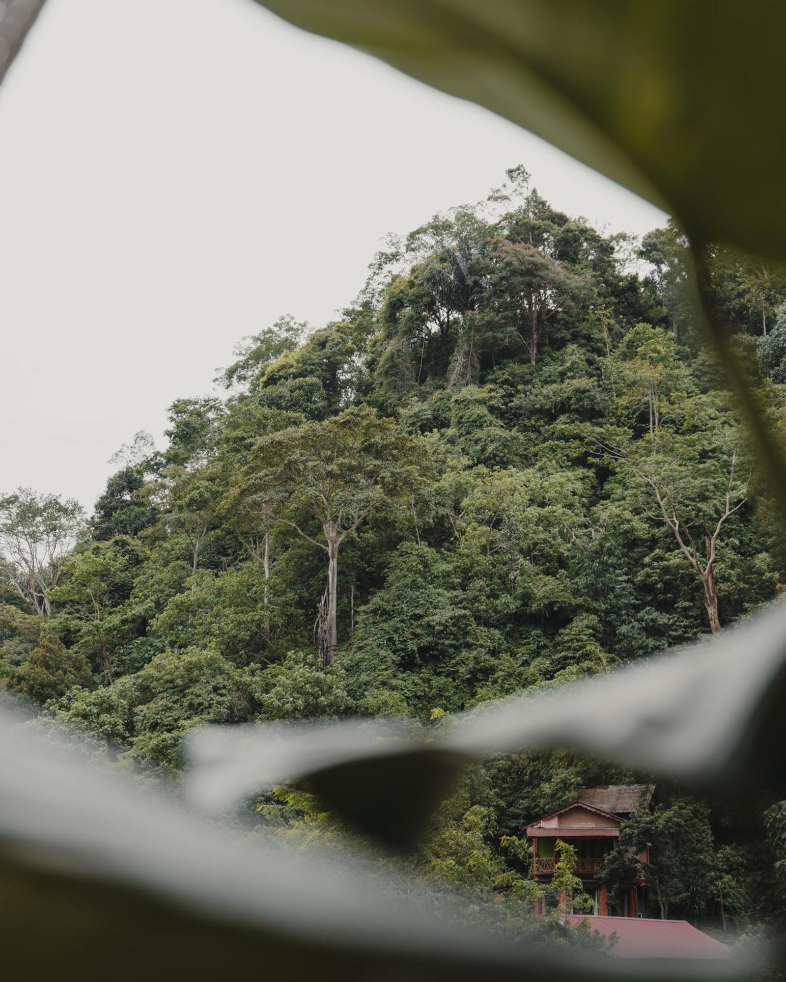 Charlys Little House Hotel Bukit Lawang Ngoại thất bức ảnh