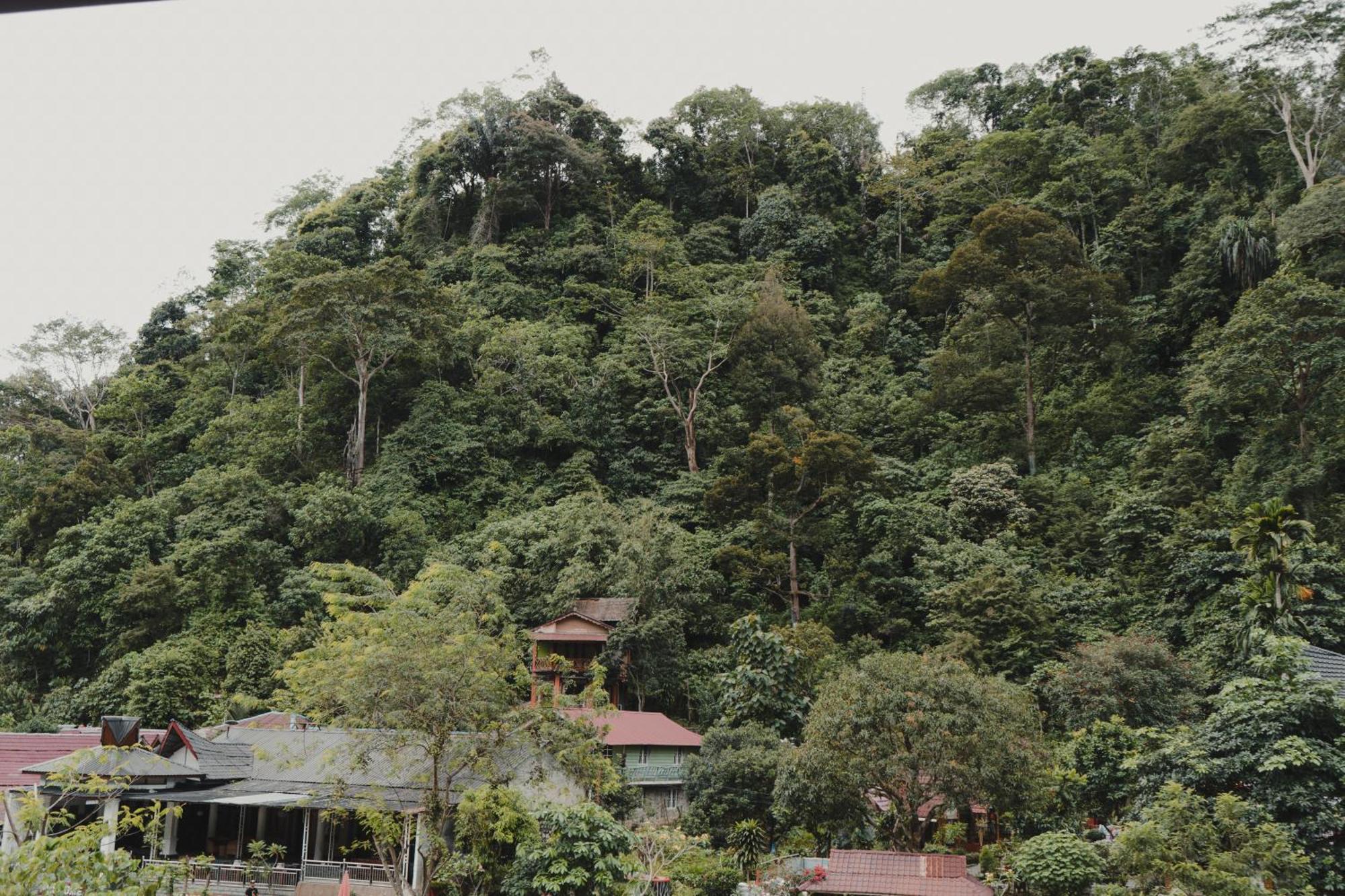 Charlys Little House Hotel Bukit Lawang Ngoại thất bức ảnh